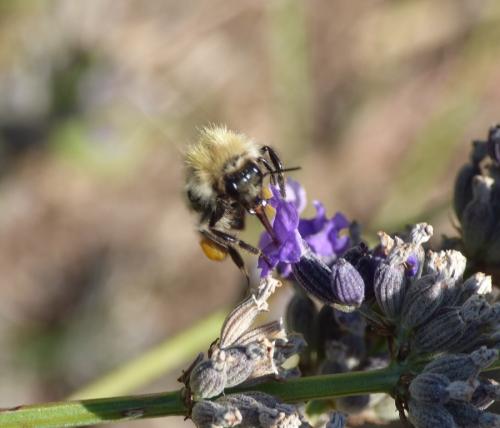 Bombus sp.